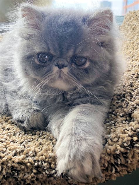 persian kitty|Pelaqita Persian cats and kittens for sale, guarantee, cat breeder.